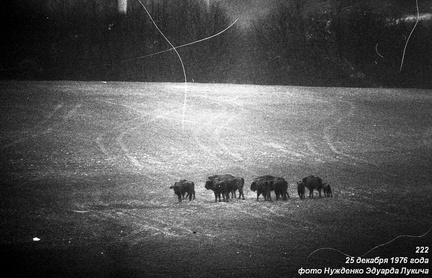 Зубры в Крыму под Баклой в декабре 1976