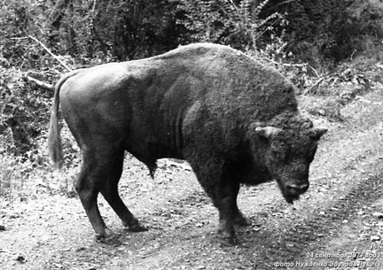 Зубр. Встреча на Бодраке 24 сентября 1977
