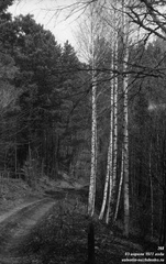 Гурзуфская дорога. Березы