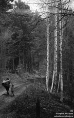 Гурзуфская дорога. Березы