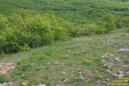 Куртоир
