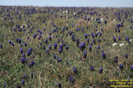 Мускари