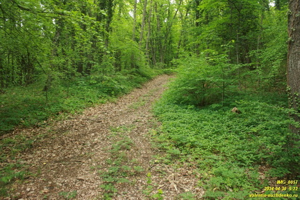 Дорога возле оврага Куртаир