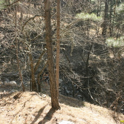 6 Развилка пожарной дороги к роднику истока Камдерека и Лапата-Йол