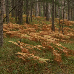 Желтый папоротник 