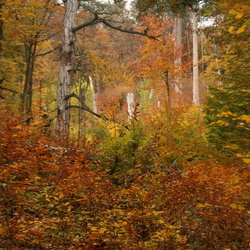 Краски осени