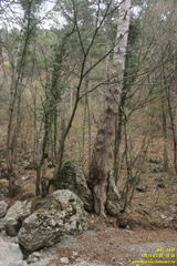 Дорога через низовья Люка и Камдерека. Люка. Сосна раскалывающая камень