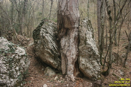 Дорога через низовья Люка и Камдерека. Люка. Сосна раскалывающая камень