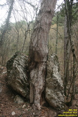 Дорога через низовья Люка и Камдерека. Люка. Сосна раскалывающая камень