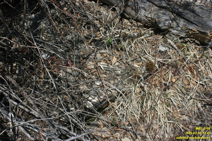 Лапата-Йол. Текнелер