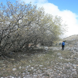 Верба