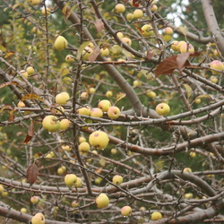 Яблоки дичка