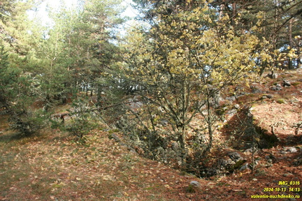Бабуган-яйла, Крым