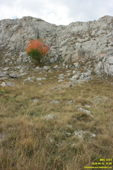 Бабуган-яйла, Крым