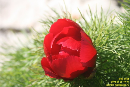 Бабуган-яйла, Крым