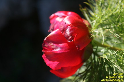 Бабуган-яйла, Крым