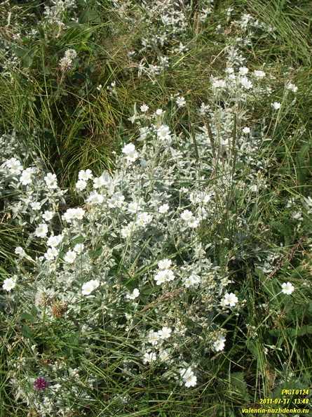 babugan-2011-0124.JPG