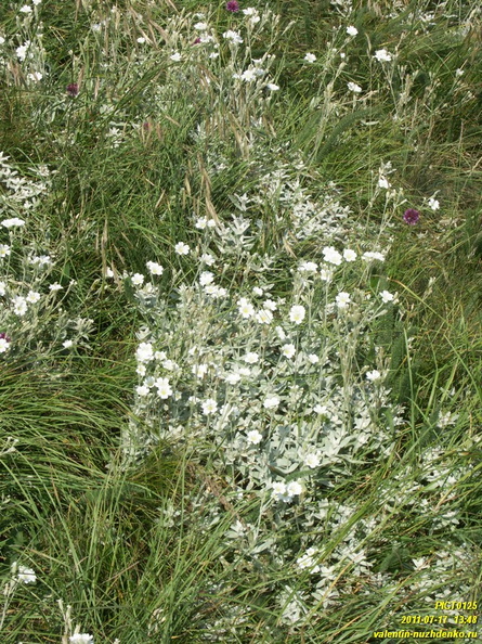 babugan-2011-0125.JPG