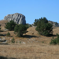 косули