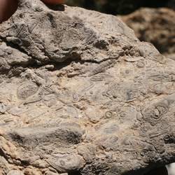 Окаменелости