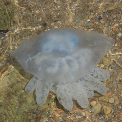 Медузы