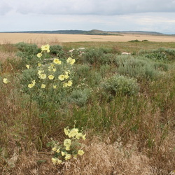 Бондаренково и район Трёхгорка