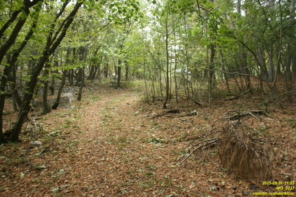 Вацинея - Вигла. Верхняя дорога на южном склоне Бабугана