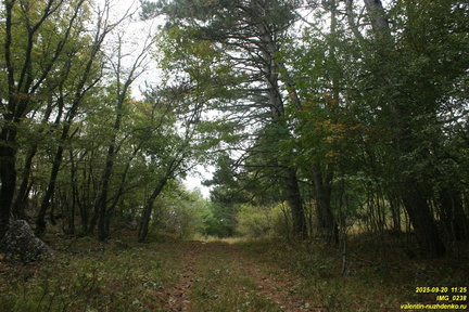 Вацинея - Вигла. Верхняя дорога на южном склоне Бабугана