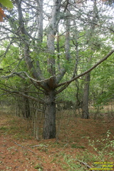 Вигла - возвышенность на южных склонах Бабугана возле газопровода