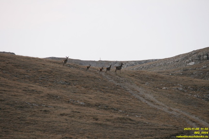IMG 0004