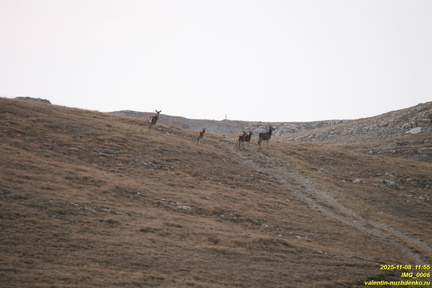 IMG 0006