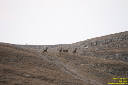 IMG 0008