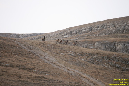 IMG 0009