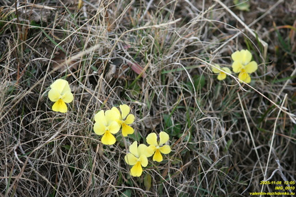 IMG 0010