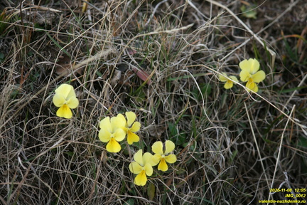 IMG 0012