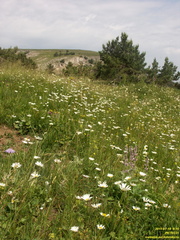 Гурзуфская яйла
