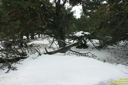 Никитская яйла