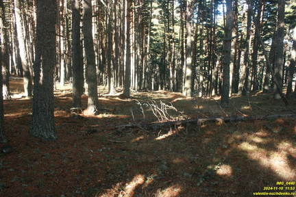 Никитская яйла