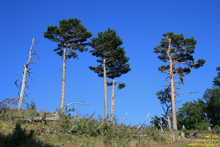 Никитская яйла