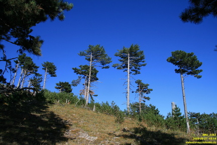 Никитская яйла
