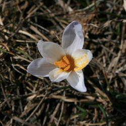 Крокус
