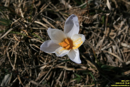 Крокус