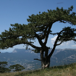 Ай-Петри, Зубцы. Общие виды