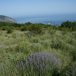 Лаванда