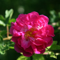 Роза чайная