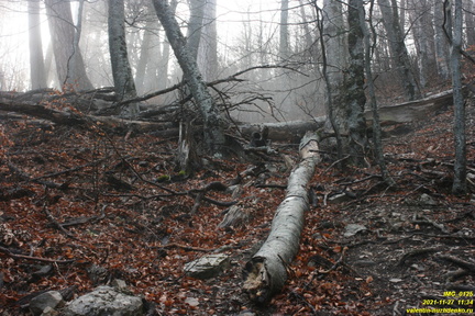 Центральная часть урочища выше оврага и ниже горельника