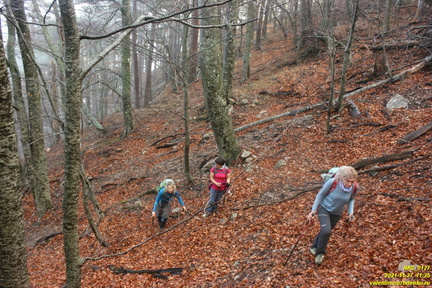 Центральная часть урочища выше оврага и ниже горельника