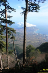 Верхняя часть старых горельников. Урочище Сказочное.