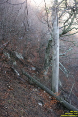 Верхняя часть старых горельников. Урочище Сказочное.