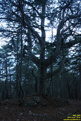 IMG 0662